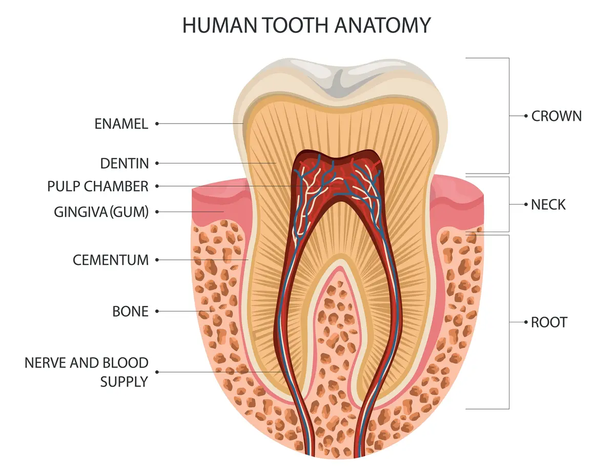 anatomy of a tooth